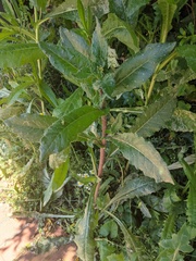 Helminthotheca echioides