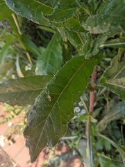 Helminthotheca echioides