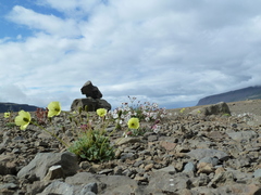 Papaver radicatum radicatum
