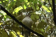 Turdus assimilis