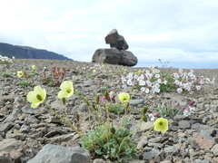 Papaver radicatum radicatum