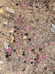 Chorizanthe douglasii