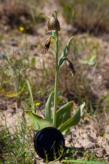 Fritillaria agrestis