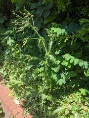 Sonchus asper