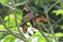 Amplypterus panopus