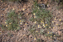 Erigeron eatonii