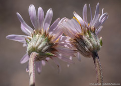 Erigeron eatonii