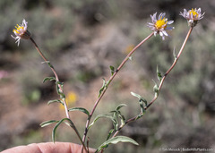 Erigeron eatonii