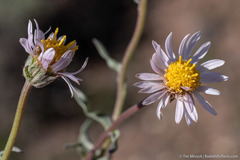 Erigeron eatonii