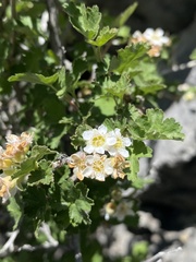 Physocarpus malvaceus