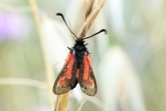 Zygaena punctum