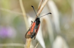 Zygaena punctum