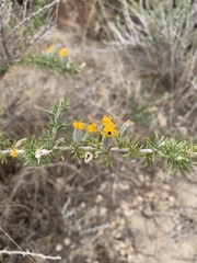 Tetradymia spinosa