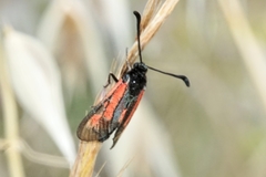 Zygaena punctum
