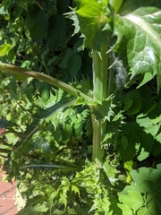 Sonchus asper