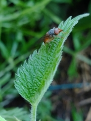 Rhingia rostrata