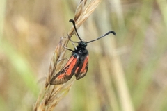 Zygaena punctum