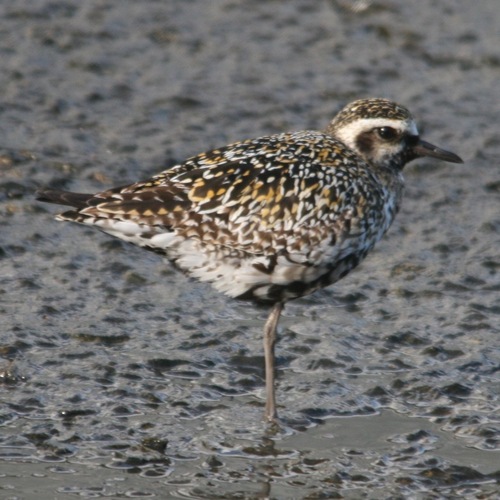 Pacific Golden-Plover