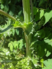 Sonchus asper