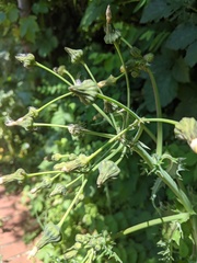 Sonchus asper