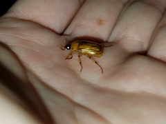 Cyclocephala borealis