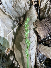 Carex laevivaginata