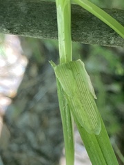 Carex laevivaginata