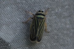 Amblysellus curtisii