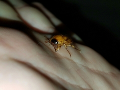 Cyclocephala borealis