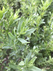 Hyssopus officinalis