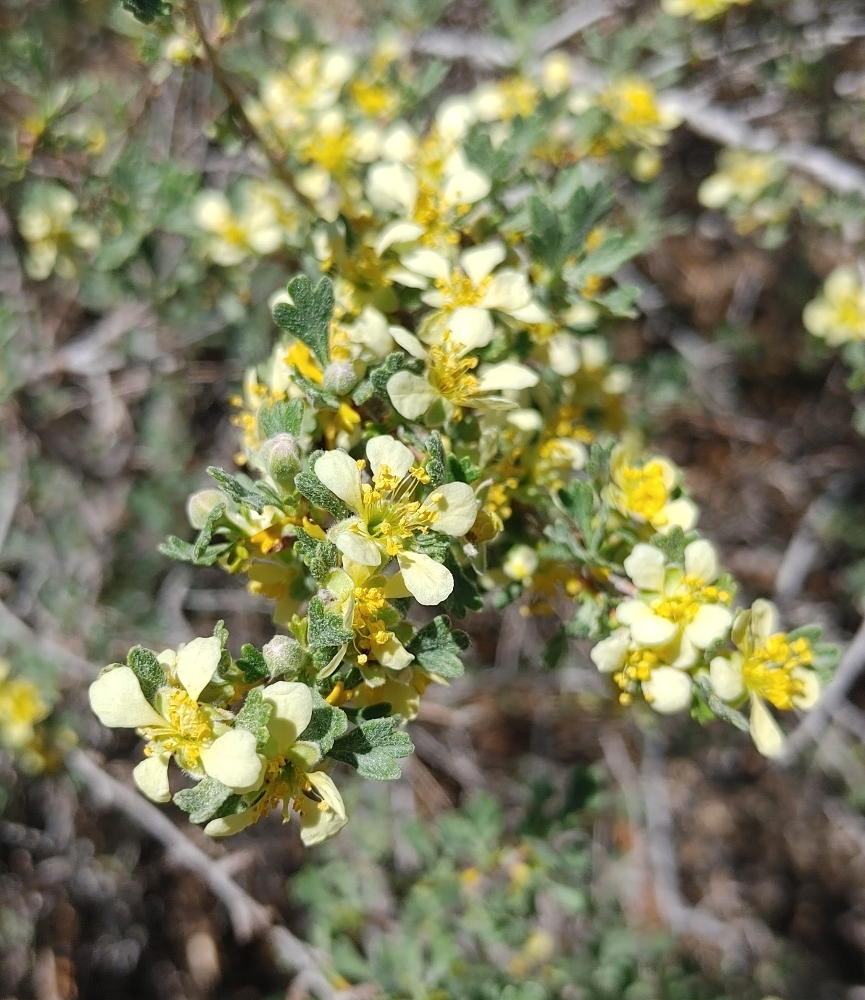 Purshia tridentata