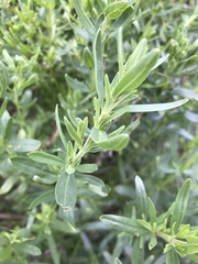 Hyssopus officinalis