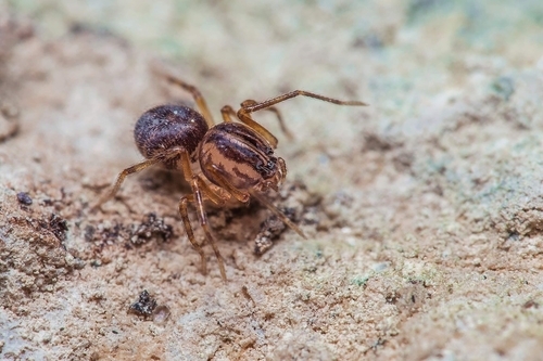 Scytodes velutina