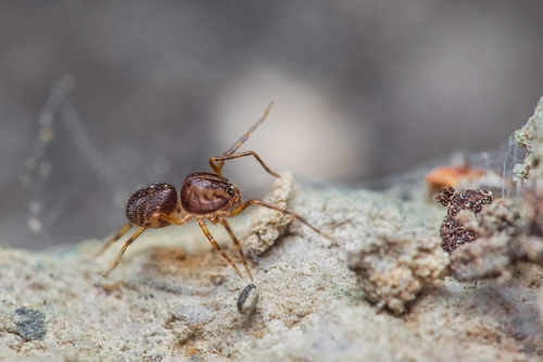 Scytodes velutina