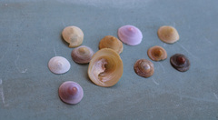 Calyptraea chinensis