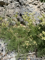 Cymopterus terebinthinus