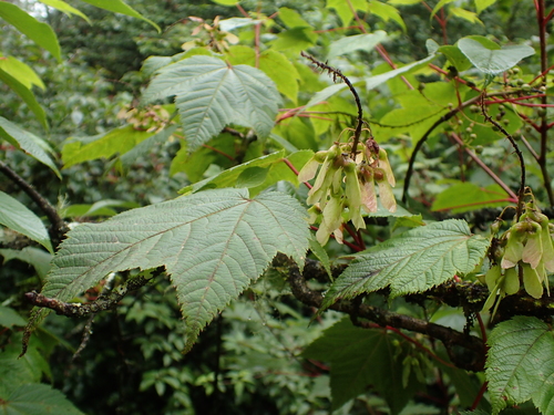Image of Acer caudatum by (c) Étienne Léveillé-Bourret, some rights reserved (CC BY)
