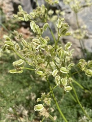 Cymopterus terebinthinus