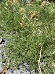 Cymopterus terebinthinus