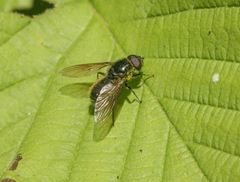 Cheilosia albitarsis