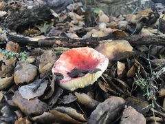 Russula californiensis