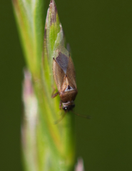 Cymus melanocephalus