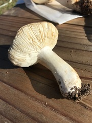 Russula californiensis