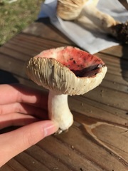 Russula californiensis