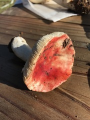 Russula californiensis
