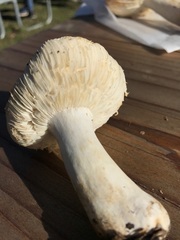 Russula californiensis