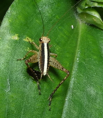 Eneoptera