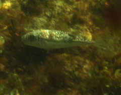 Torquigener pleurogramma