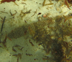 Torquigener pleurogramma