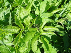Chaerophyllum aromaticum